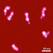 Fig.2a. AFM images, fibrinogen molecules, HQ:NSC14 AFM probe, 300x300nm, height 3.5nm, p.c. L.Chtcheglova