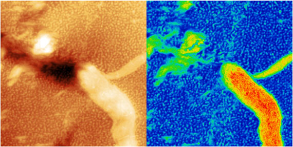 OSC-Elastomer Blend 1.5 µm AFM Images after nanomachining – MikroMasch® SelfAdjust-Air AFM Probes OSC-Elastomer Blend 1.5 µm AFM Images after nanomachining – MikroMasch® SelfAdjust-Air AFM Probes